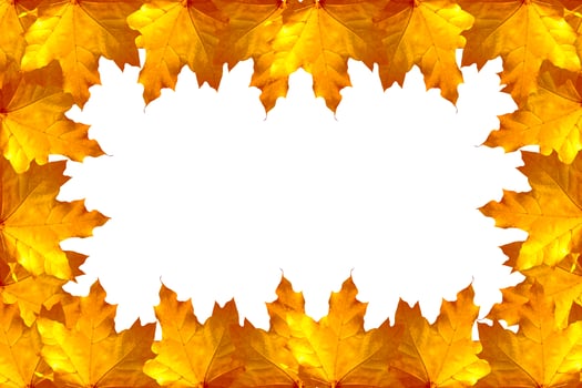 Bright colorful autumn leaves photo