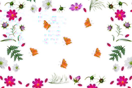 Cosmos flowers isolated on white background. Top view, flat lay. Composition. photo