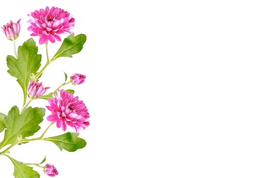 Colorful autumn flowers of chrysanthemum photo