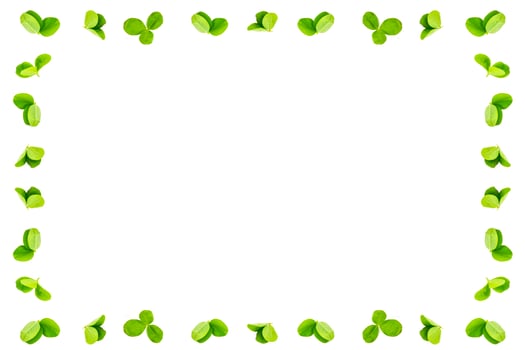 green clover leaves isolated on white background. St.Patrick 's Day photo