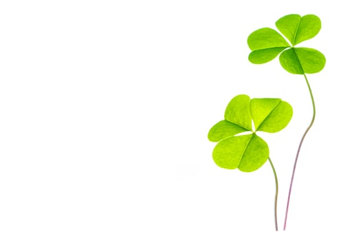 green clover leaves isolated on white background. St.Patrick 's Day photo