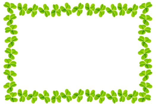 green clover leaves isolated on white background. St.Patrick 's Day photo
