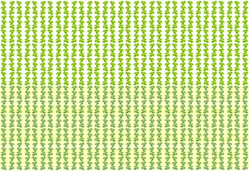 green clover leaves isolated on white background. St.Patrick 's Day photo