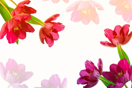 spring flowers tulips photo