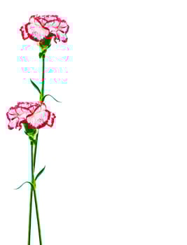 branch carnation flowers isolated on white background photo