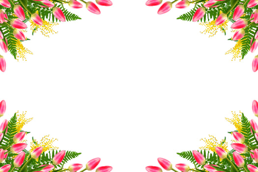 spring flowers tulips photo
