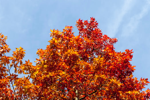 deciduous trees oak in the forest or in the Park photo