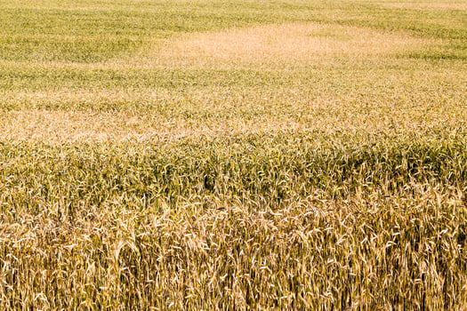 agricultural fields eastern Europe photo