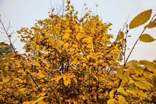 multicolored beautiful foliage photo