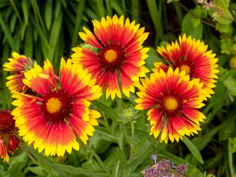 Bright and pretty Gaillardia blanket flowers in a garden photo