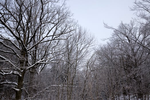 white fresh snow in forest photo