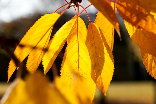 Sunny or cloudy autumn photo