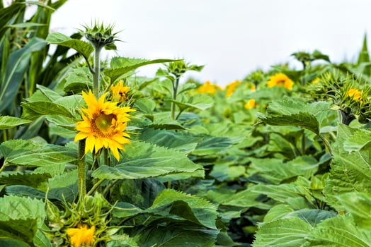 annual sunflower open Bud photo