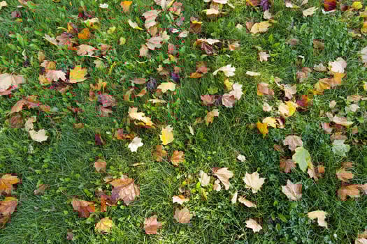 different plants during the autumn season photo
