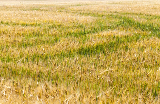 green and yellow oats photo