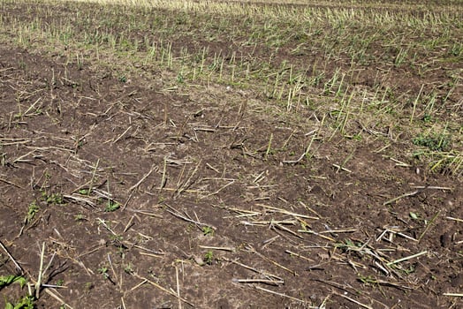 agriculture in the region photo