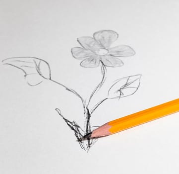 flower drawn in pencil photo