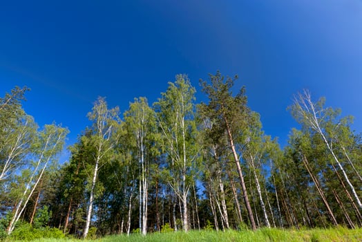 real nature with trees photo