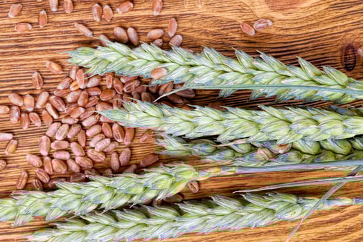 wheat or rye grain from which bread photo