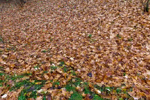 fallen to the ground foliage of deciduous trees photo