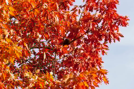 changing color oak in the autumn season photo