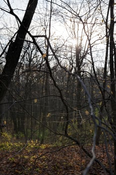 maple trees during autumn photo