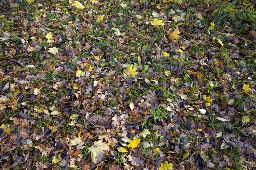 specifics and features of the autumn season photo