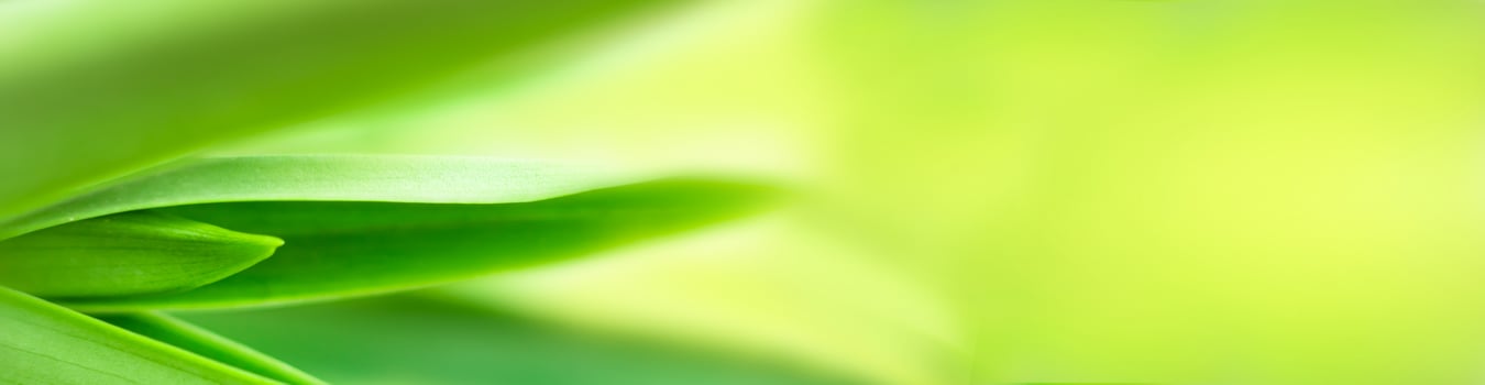 blurry leaves nature of summer green leaves natural green leaf plant used as wallpaper background photo