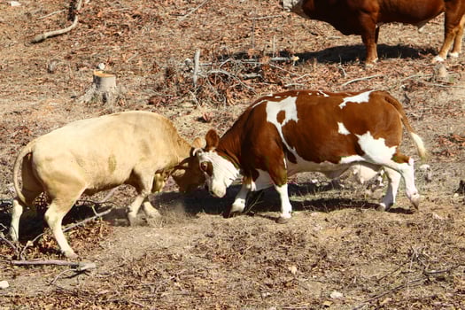 Cows graze in a forest clearing in northern Israel photo