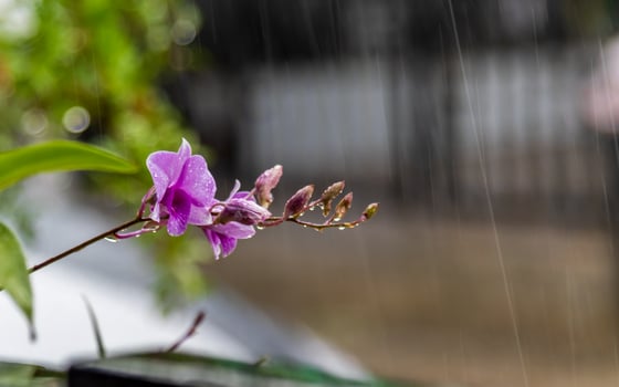 orchid flower in the rain photo