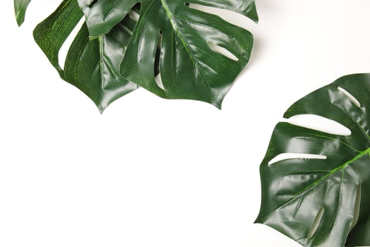 Green leaf background photo