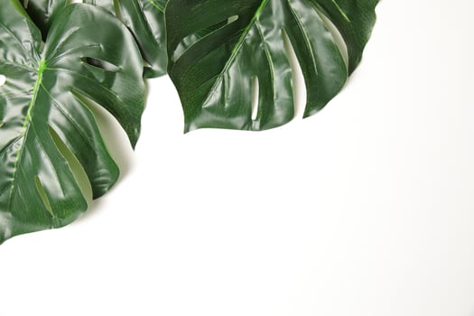 Green leaf background photo