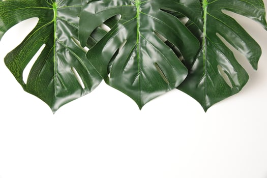 Green leaf background photo