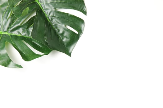 Green leaf background photo