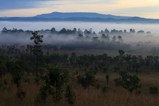 Misty morning sunrise at Thung Salang Luang National Park Phetchabun,Tung slang luang is Grassland savannah in Thailand photo