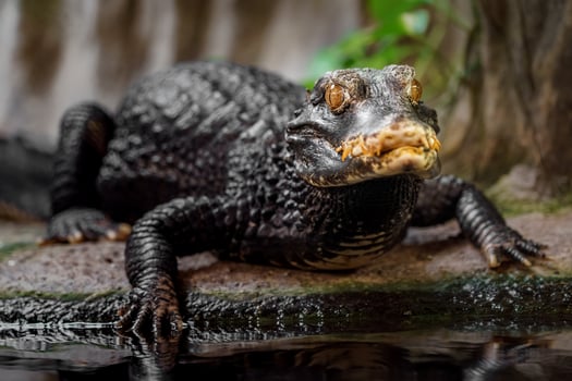Cuvier's dwarf caiman photo