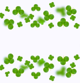 leaf clover on white background. Green foliage. St.Patrick 's Day. photo