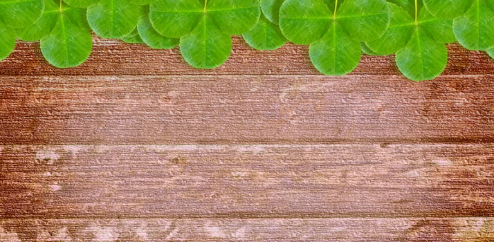 Green clover leaves on a background summer landscape photo