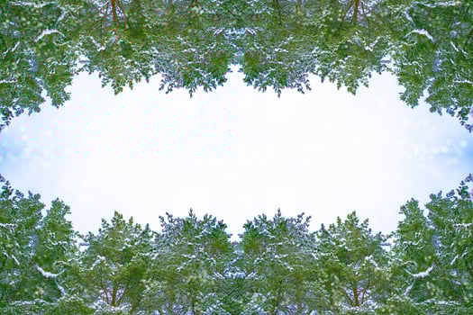 Frozen winter forest with snow covered trees. photo
