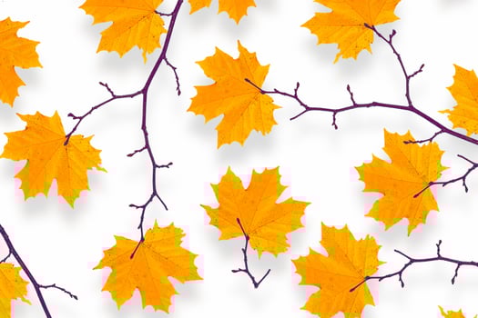Bright colorful autumn leaves photo