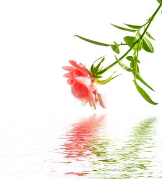 Flower bud roses on a white background photo