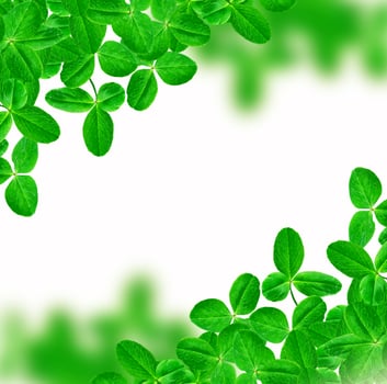 green clover leaves isolated on white background. St.Patrick 's Day photo