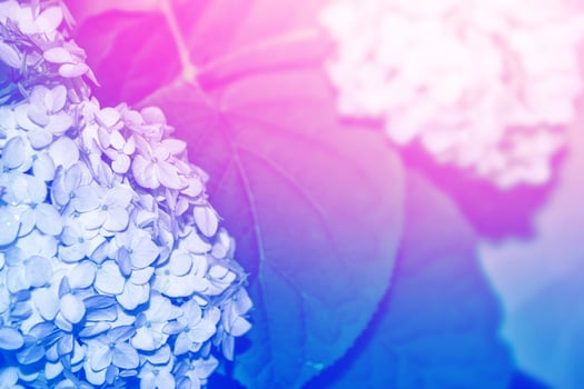 Colorful hydrangea flowers. photo