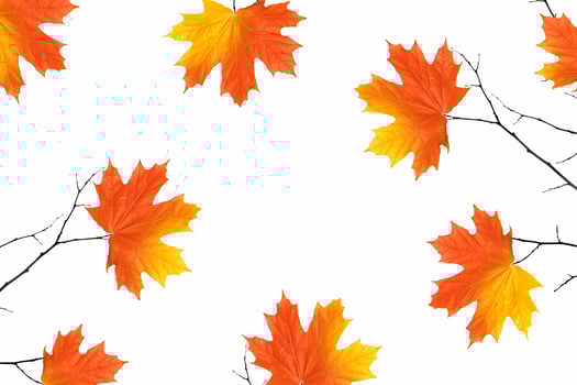 Bright colorful autumn leaves photo