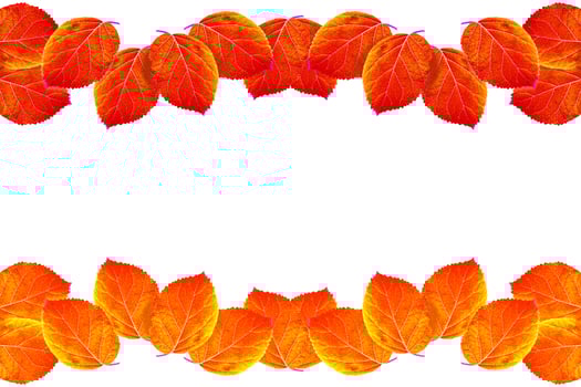 Bright colorful autumn leaves photo