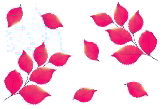 Bright colorful autumn leaves photo