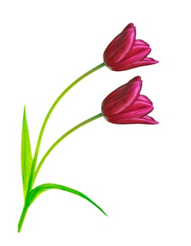 spring flowers tulips photo