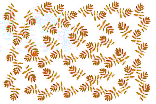 Bright colorful autumn leaves photo