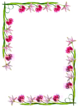 spring flowers tulips photo