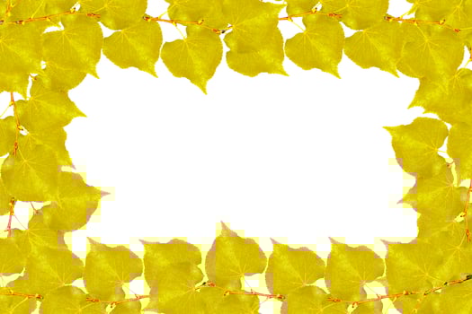 Bright colorful autumn leaves photo